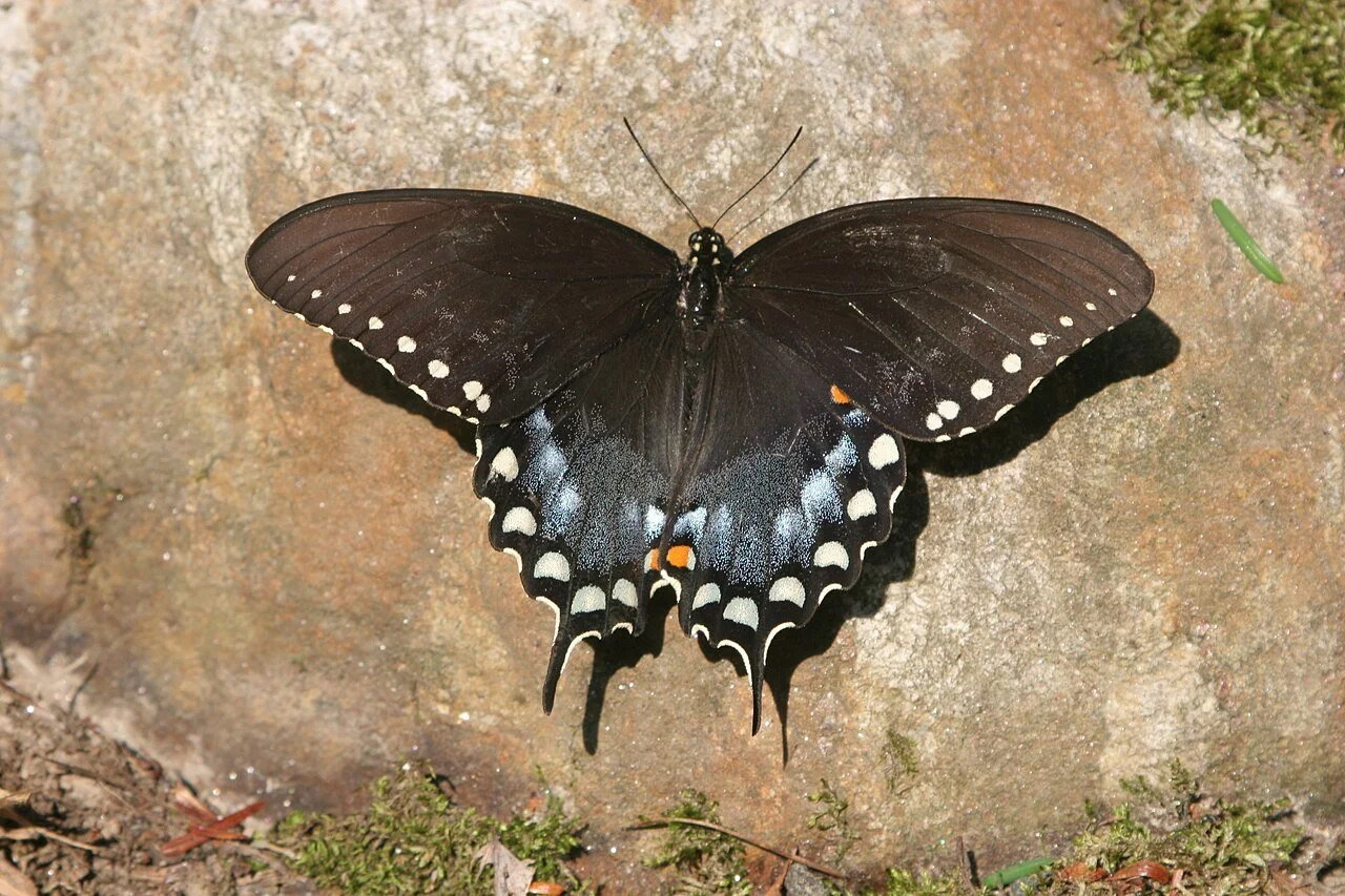 Spicebush_Swallowtail)_male_1.jpg
