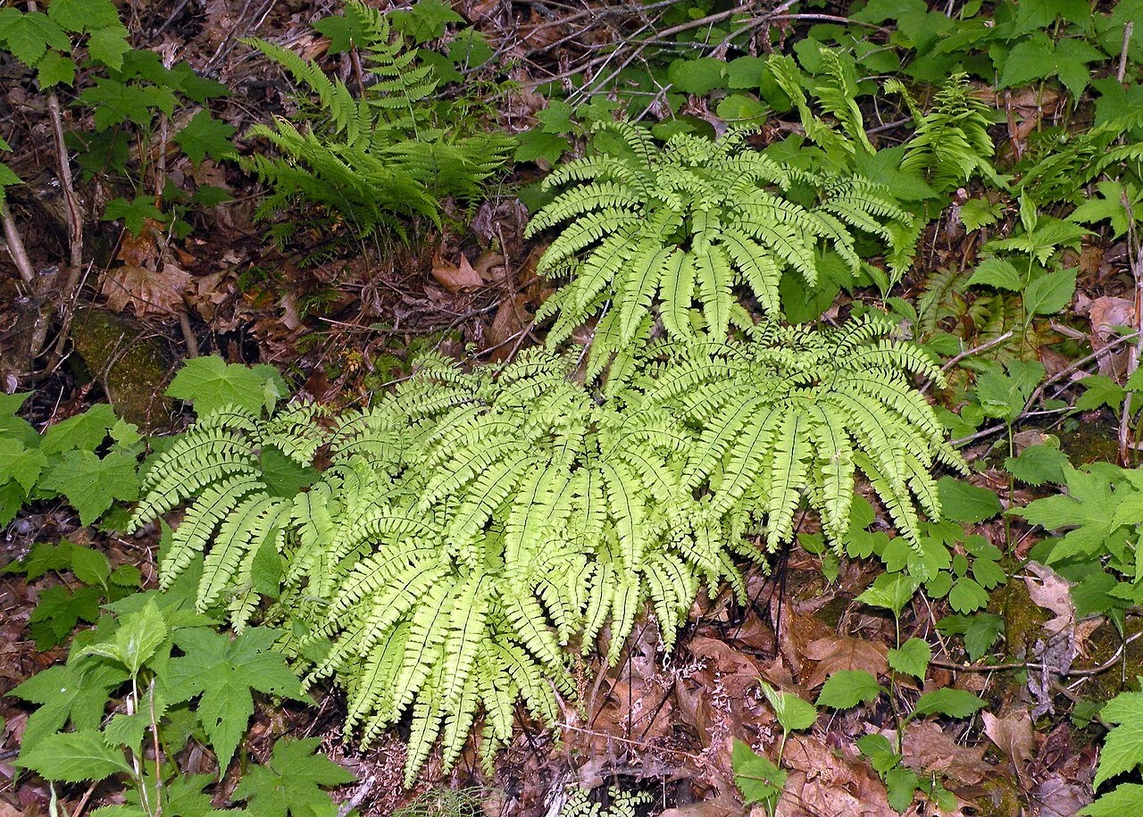Adiantum_pedatum_(northern_maidenhair_fern),_Willsboro,_NY_(32127843596).jpg