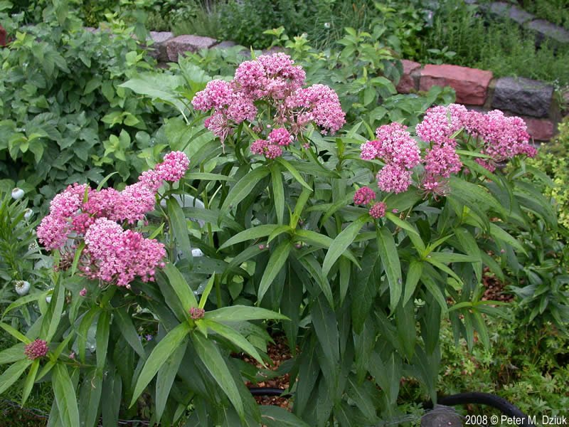 swamp milkweed - asclepias-incarnata-72098.jpg