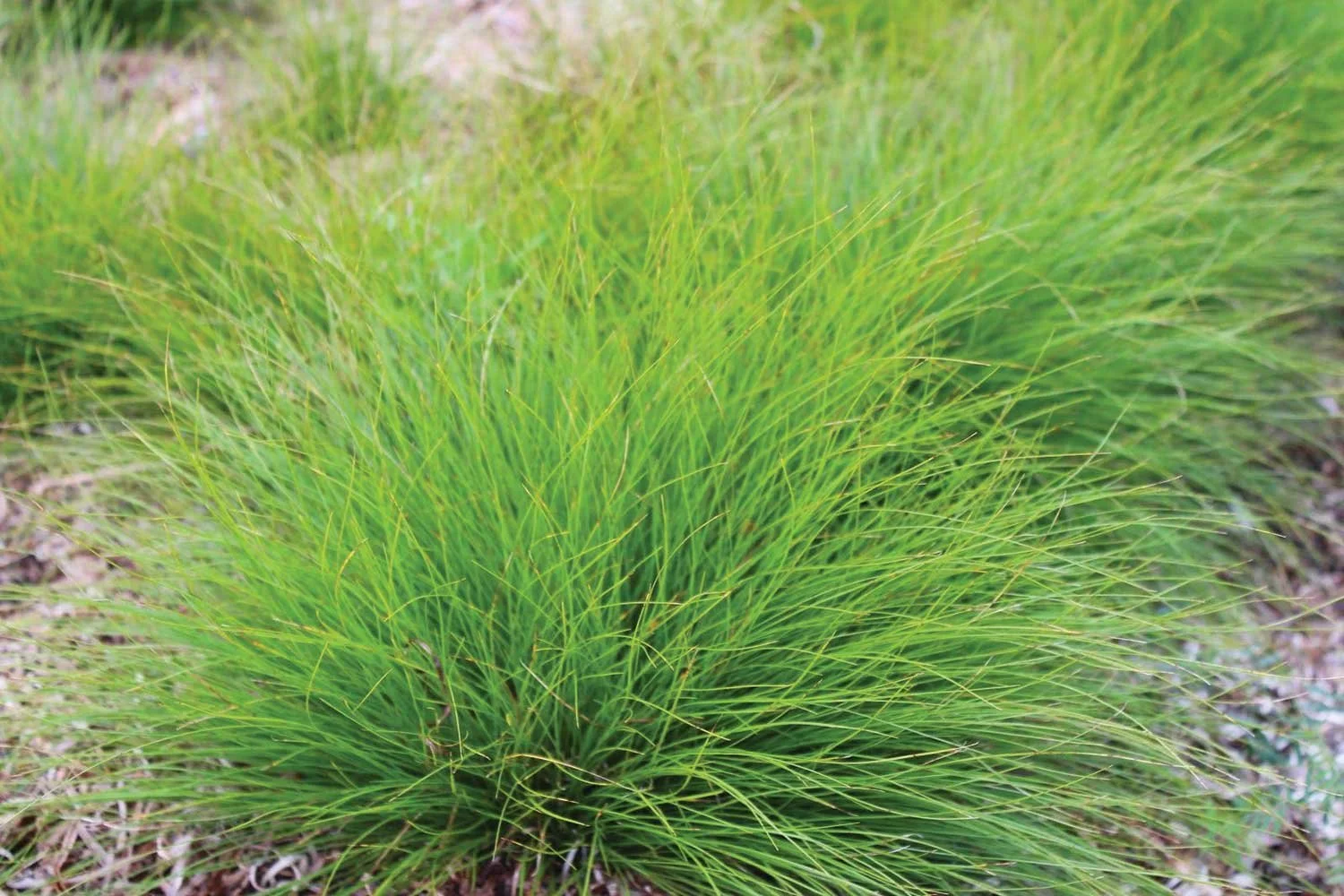 Carex-eburnea.jpg