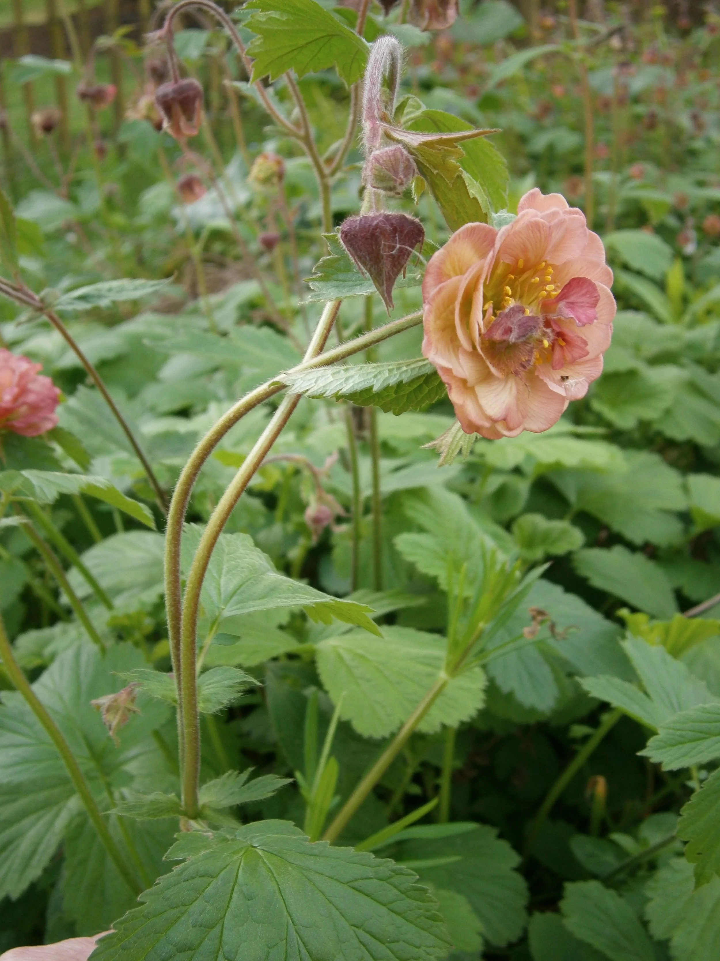 Geum_rivale_with_pseudopeloria.jpg