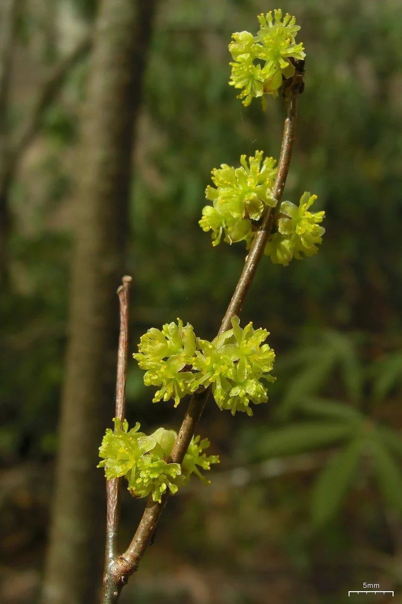 Spicebush_(4506720062).jpg