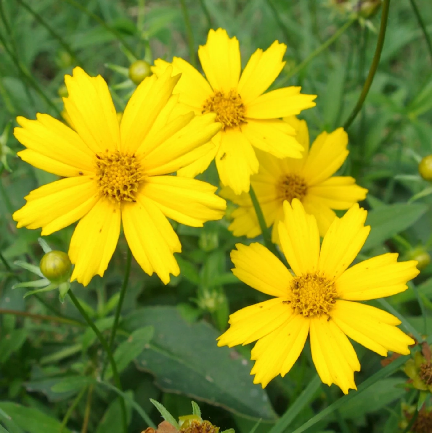 Lanceleaf_Coreopsis_flowers.jpg