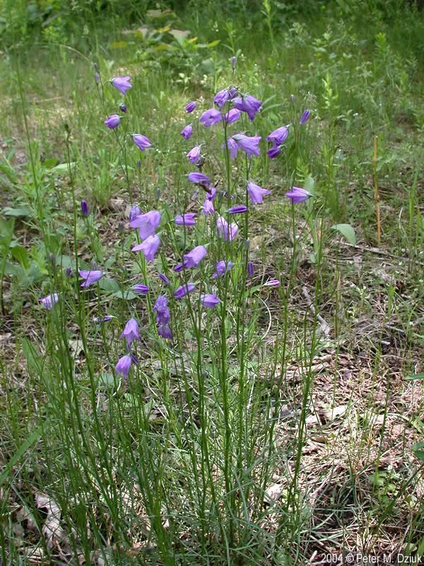 harebell-campanula-rotundifolia-3.jpg