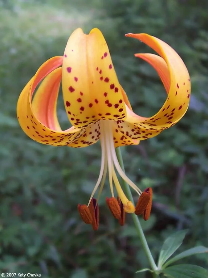 michigan-lily-0708_122209.jpg