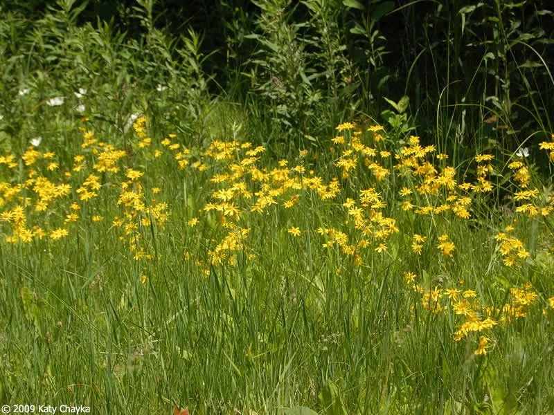 balsam-ragwort_0614_133013.jpg