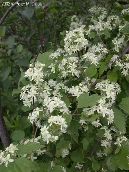 clematis-virginiana_002.jpg