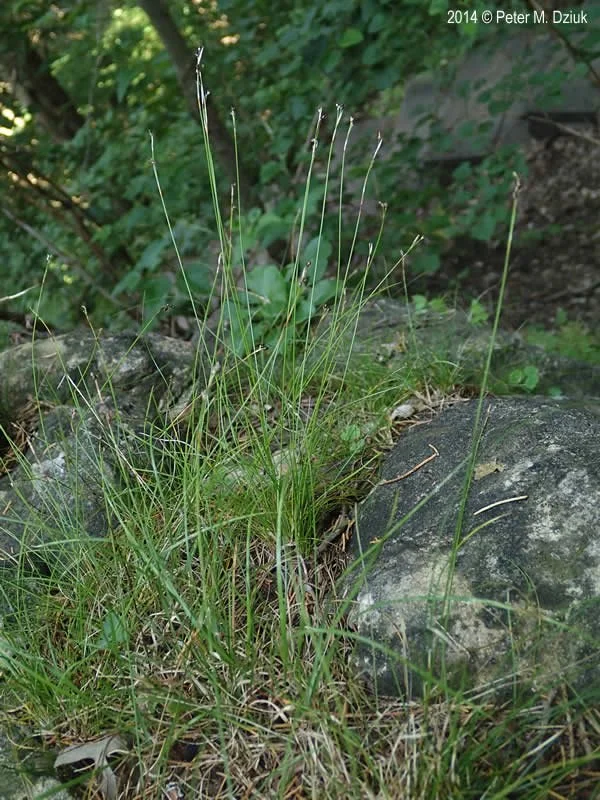 ivory sedge-carex-eburnea-7280804-1.jpg