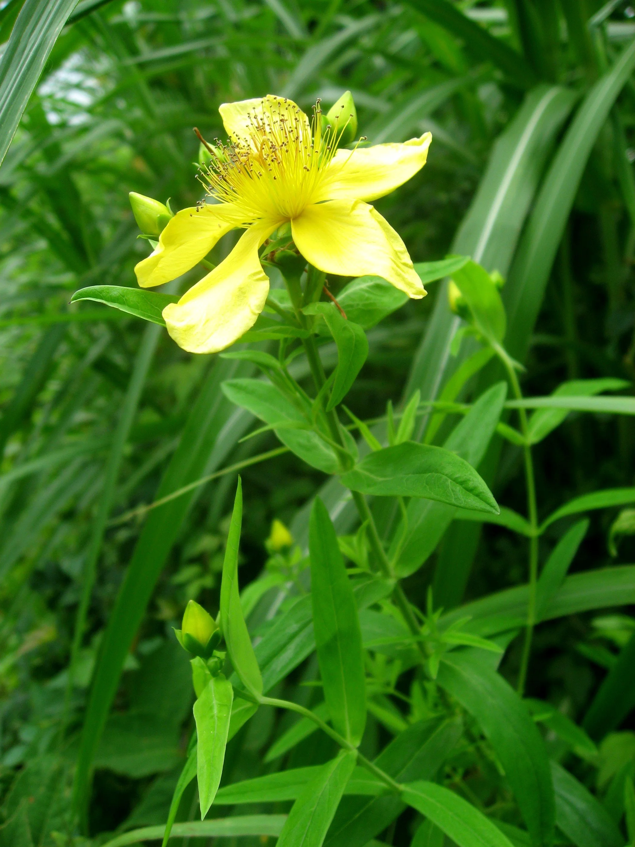Hypericum_ascyron_0807.jpg