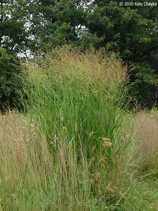panicum-virgatum-switch-grass_0731_135008.jpg