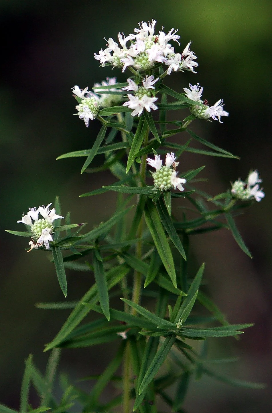 Pycnanthemum-virginianum wiki.jpg