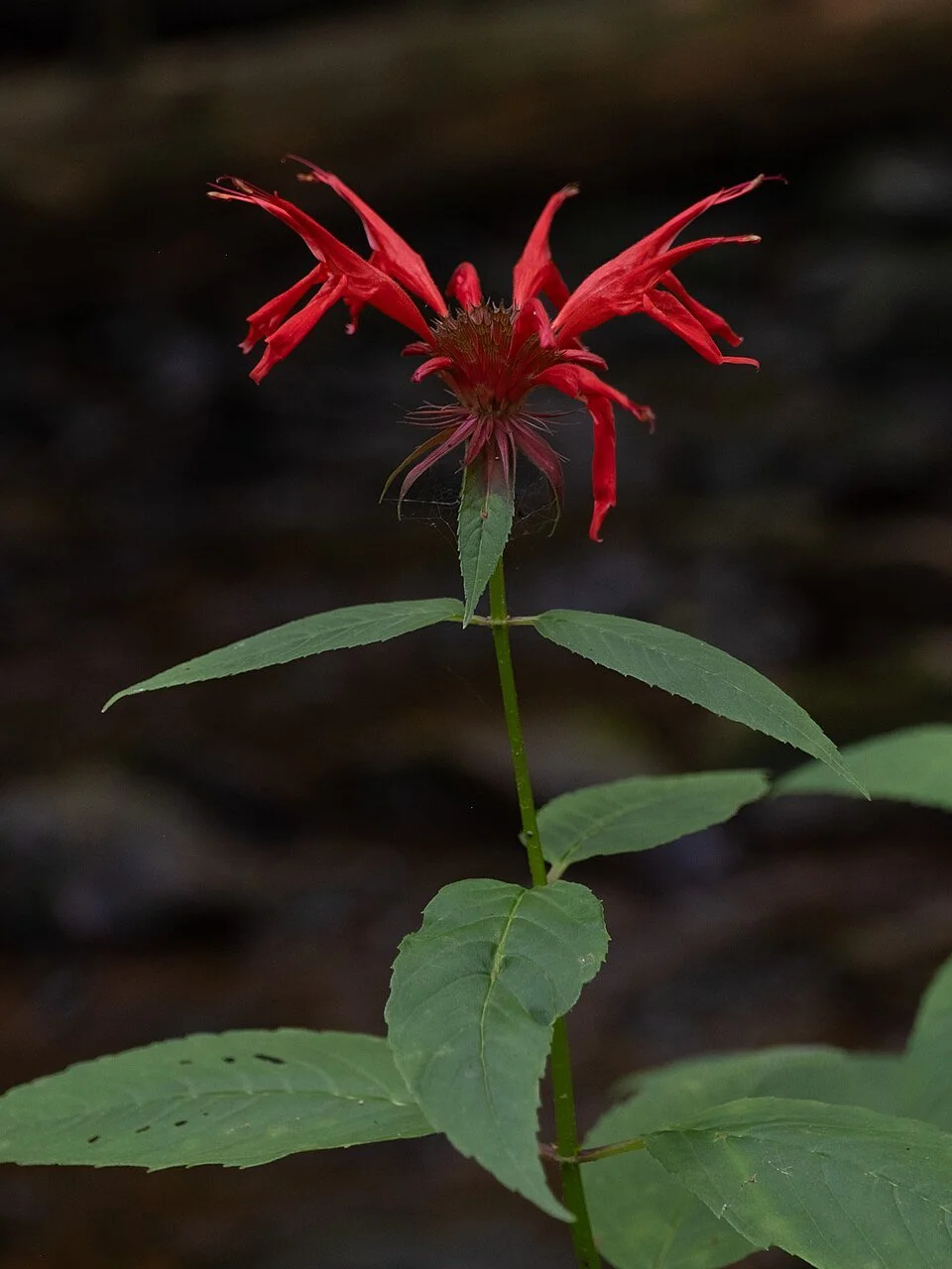 Monarda_didyma_inflorescence_and_upper_cauline_leaves.jpg