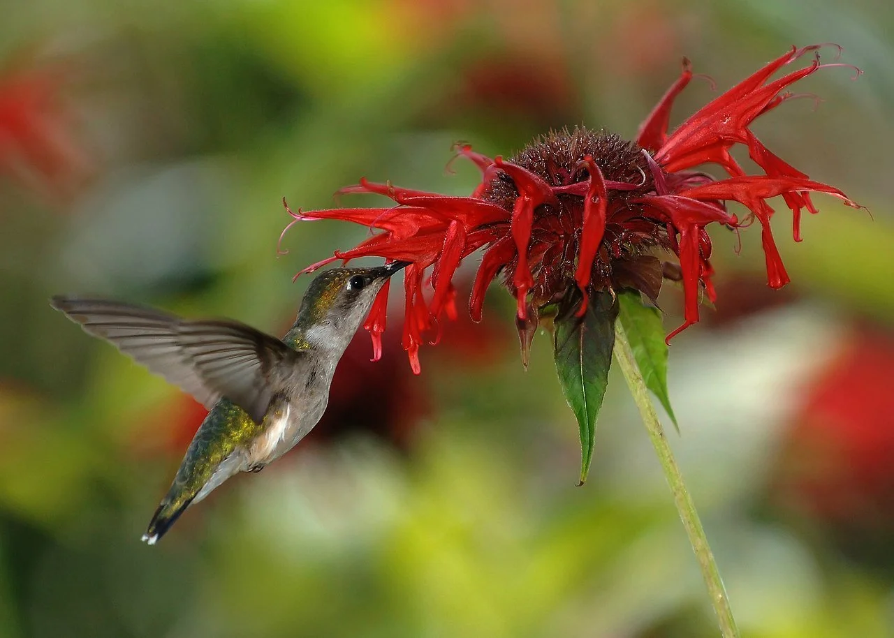 scarlett beebalm.jpg