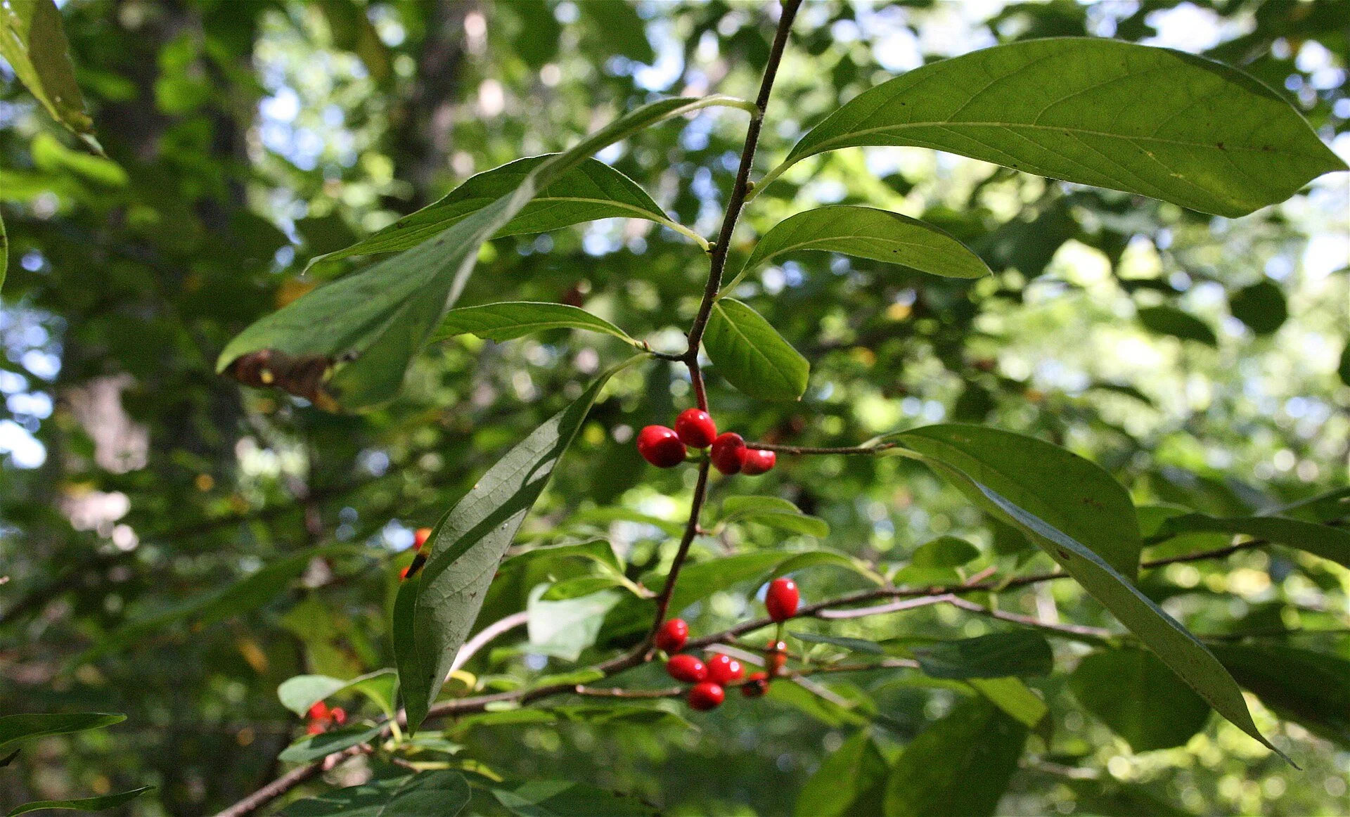 Lindera_benzoin.jpg