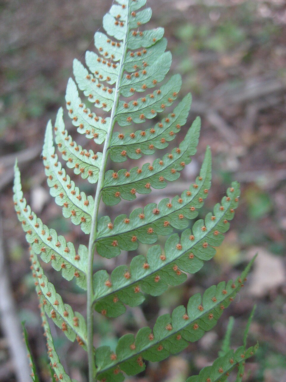 Dryopteris_marginalis_sori.jpg