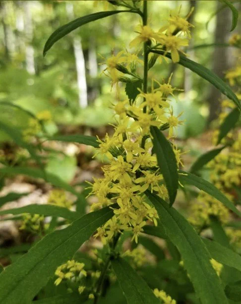 Blue stem goldenrod.jpg