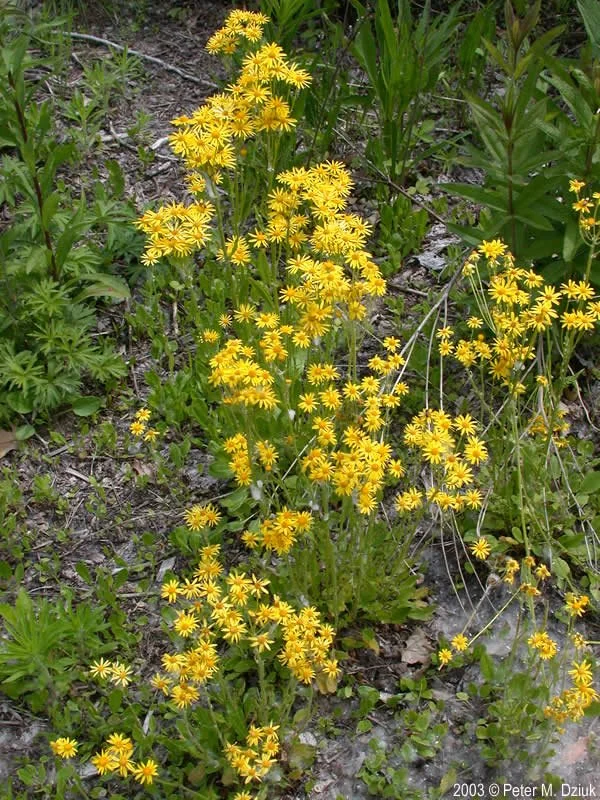 balsam ragwort - packera-paupercula-33.jpg