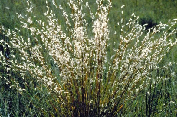 seeds.jpg