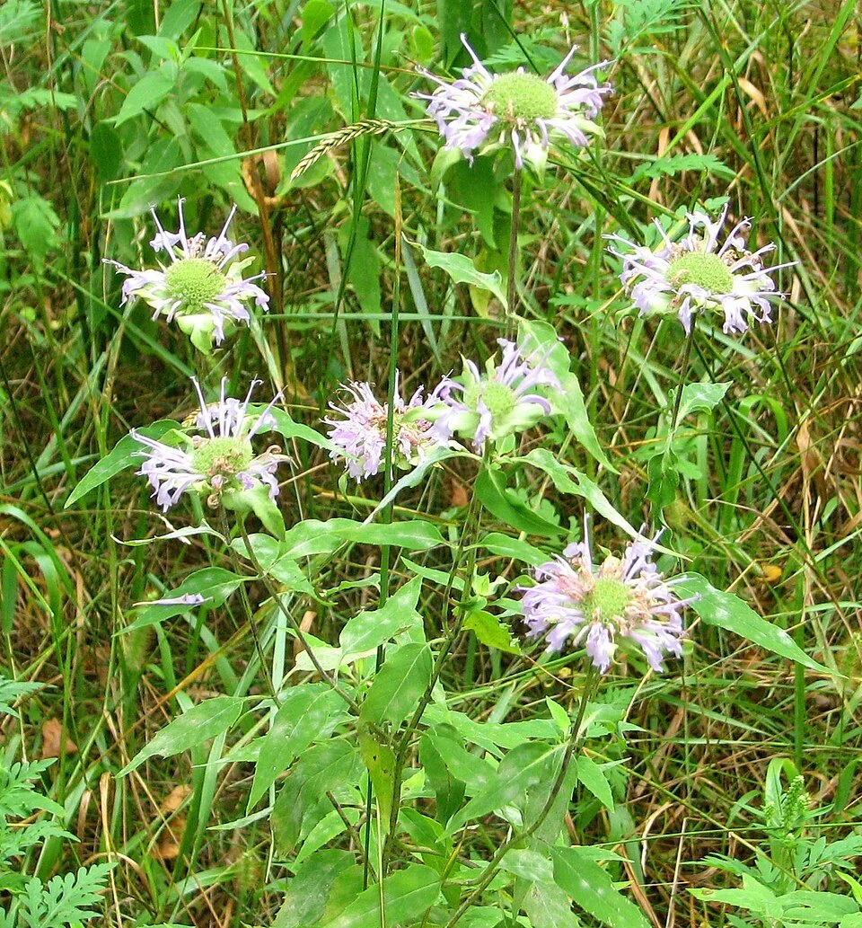 Wild_Bergamot,_Ottawa.jpg