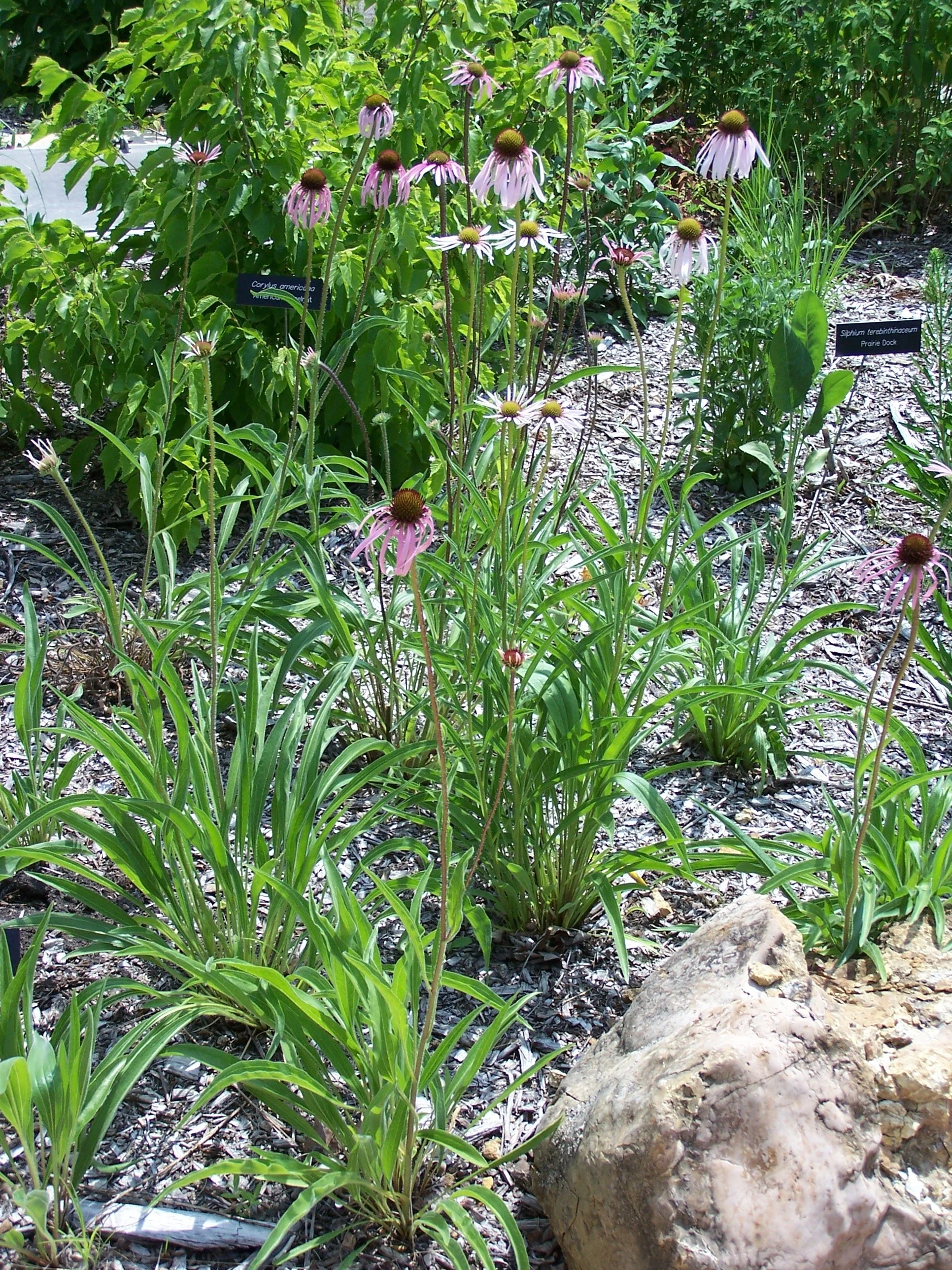 Echinacea_pallida_MN_2007.jpg