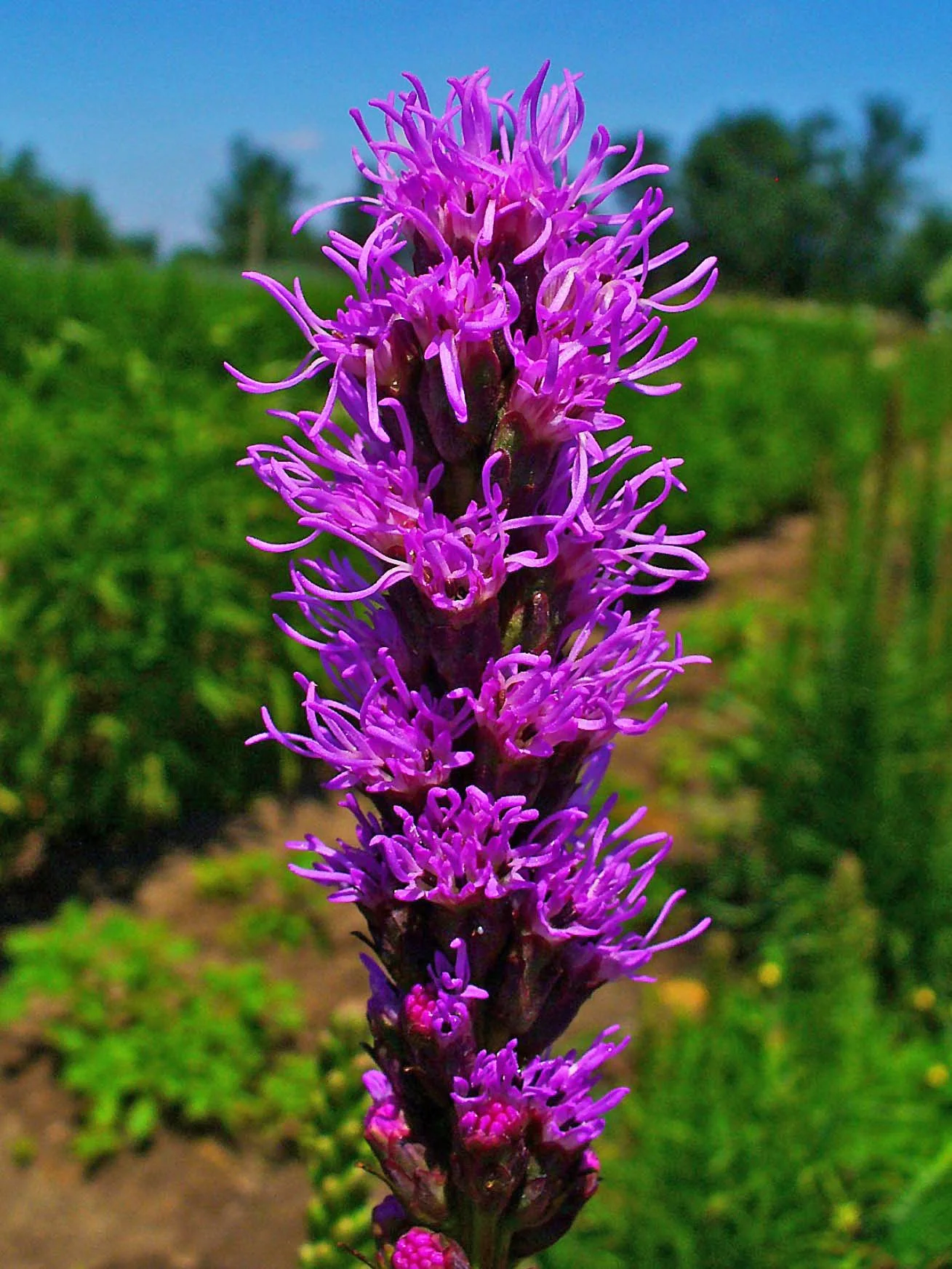 Liatris_spicata_002.jpg