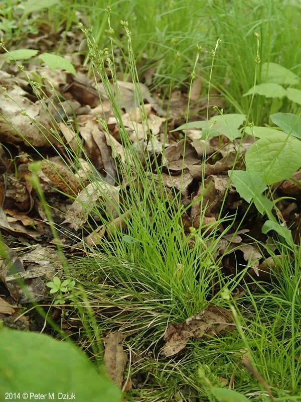 carex-eburnea-678-4.jpg