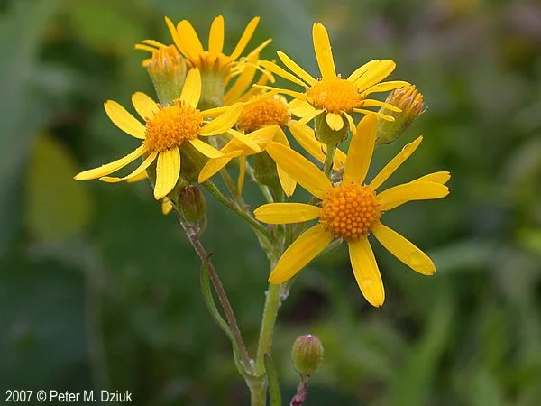 balsam ragwort 2 - packera-paupercula-88-17.jpg