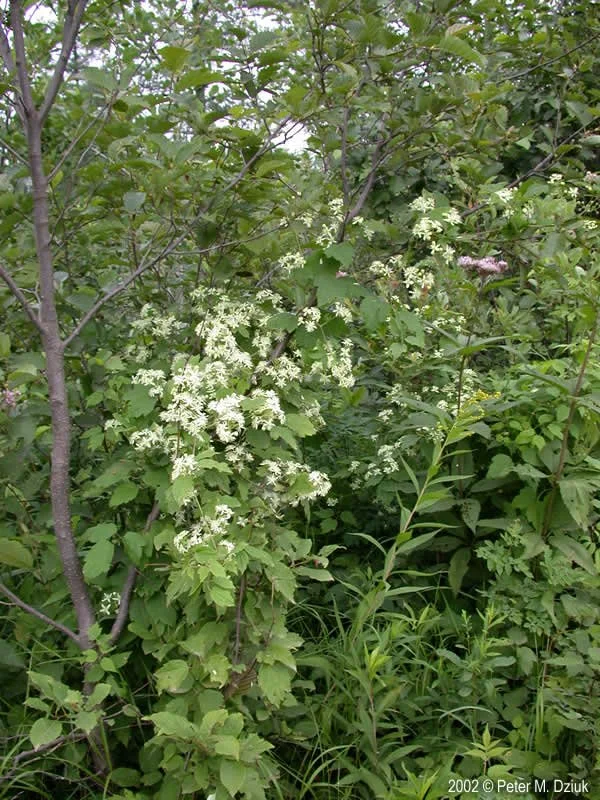 Virgins Bower-clematis-virginiana_001.jpg