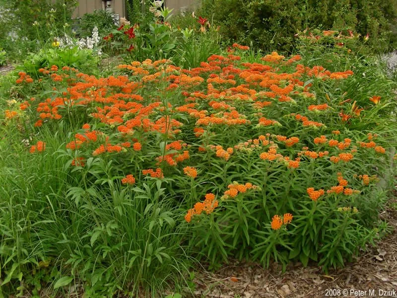 butterfly weed-asclepias-tuberosa-08-1.jpg