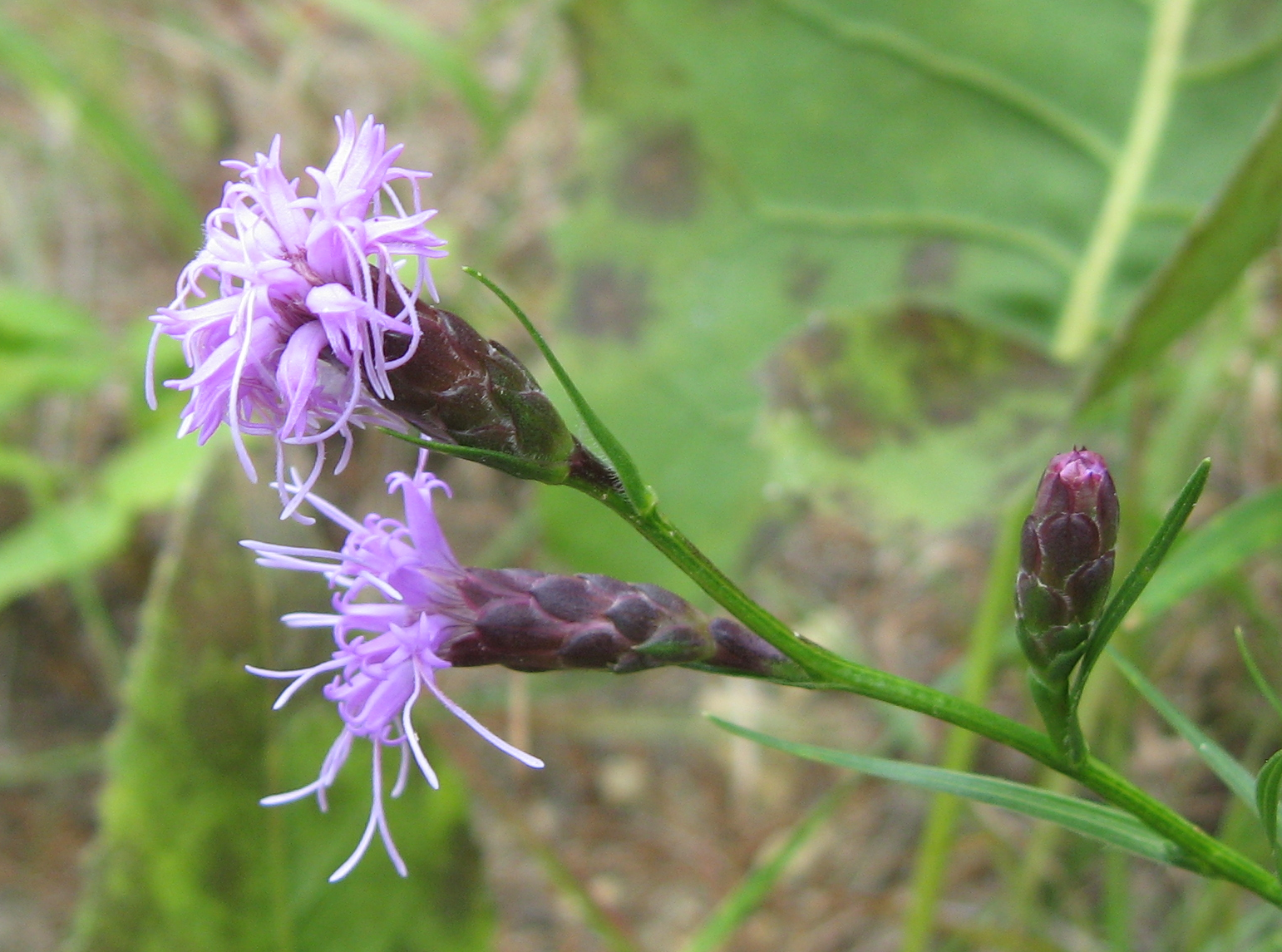 Liatris_cylindracea.png