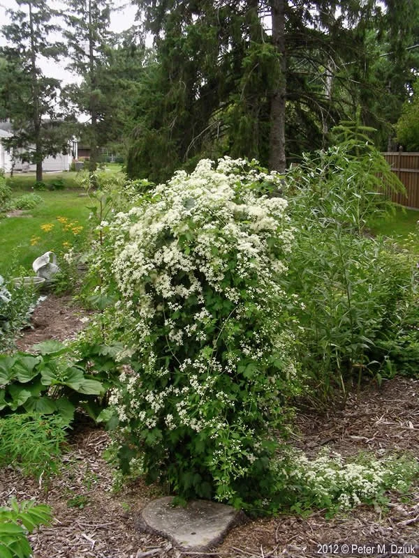 clematis-virginiana-7893.jpg