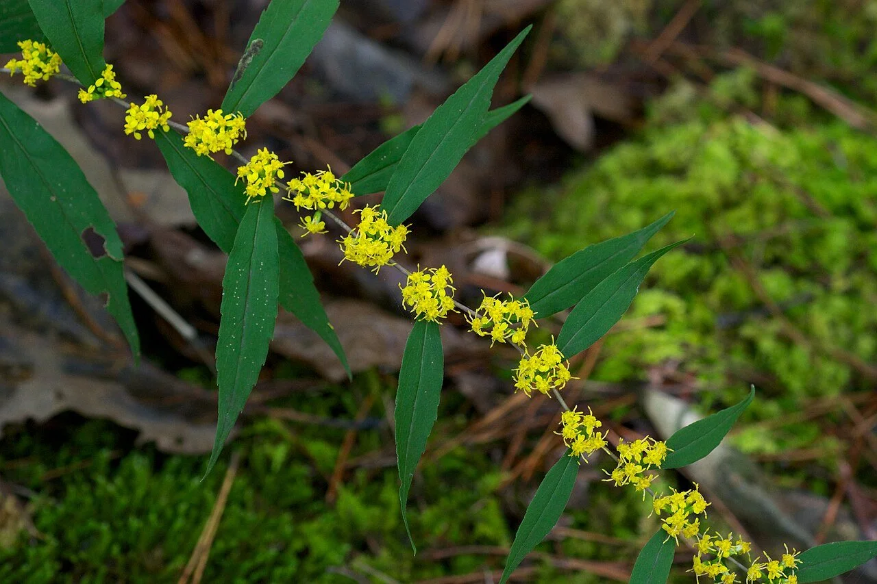 Solidago_caesia_Arkansas.jpg