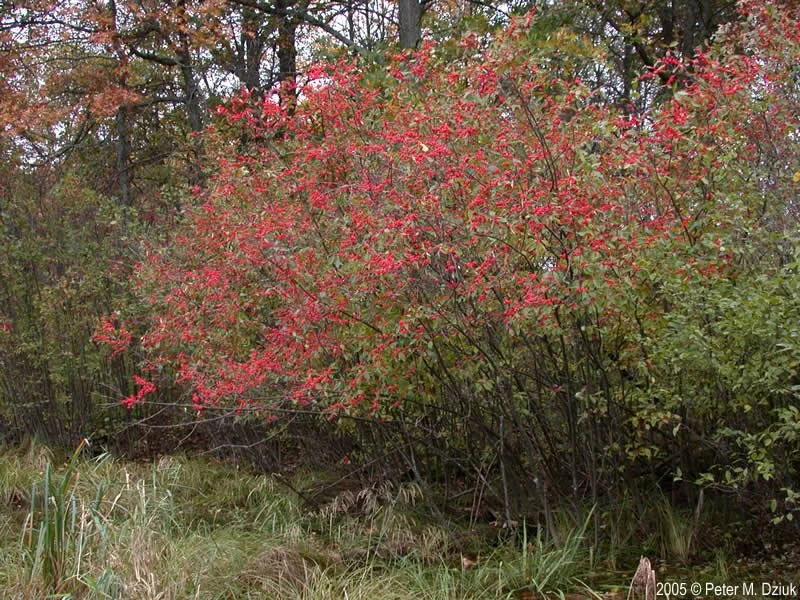 ilex-verticillata-24 peter.jpg