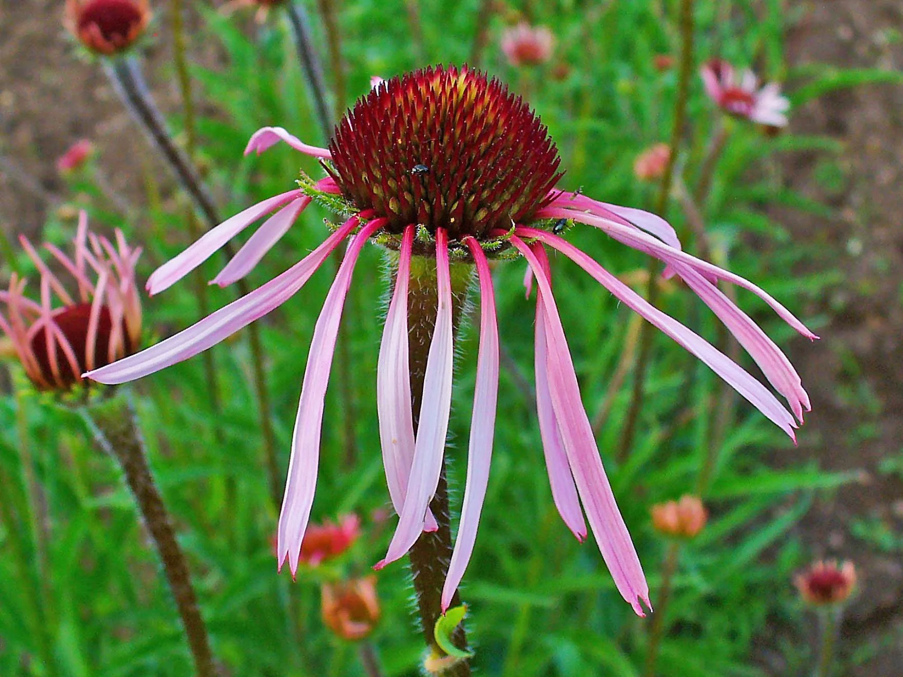 Echinacea_pallida_003.jpg