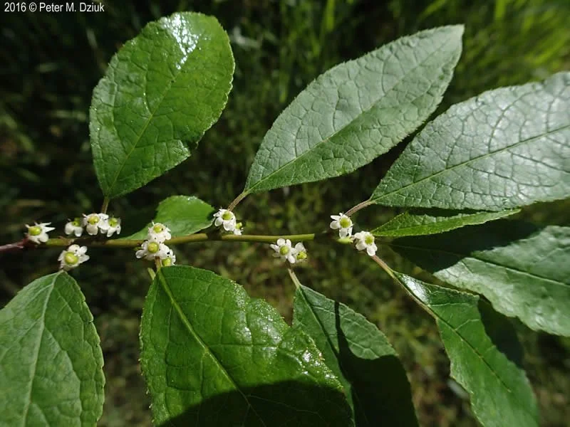 ilex-verticillata-7-16-2 flower stem.jpg