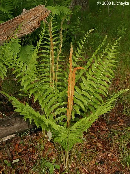 cinnamon-fern_0608_105059.jpg