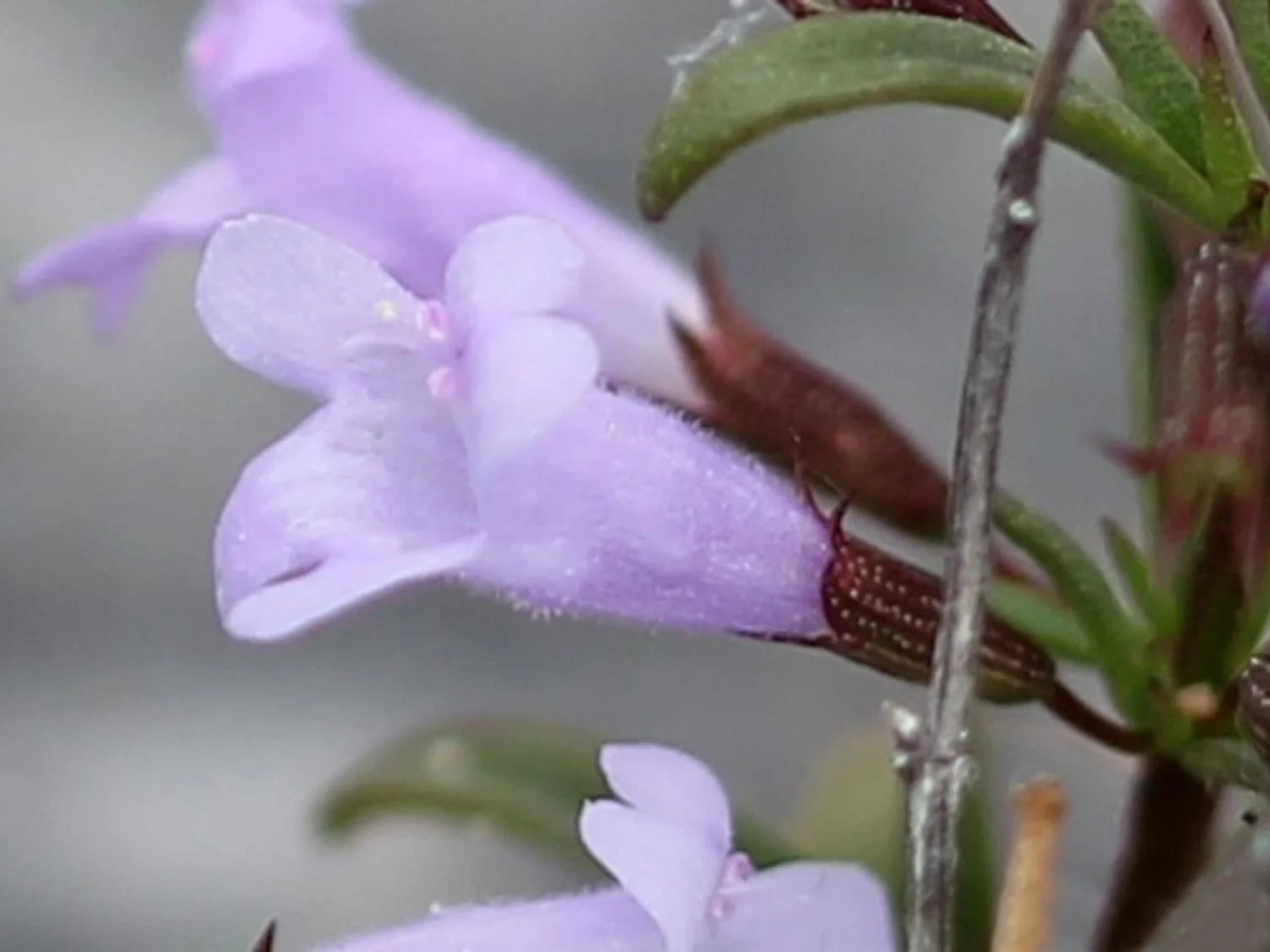 Clinopodium_arkansanum_5475120.jpg