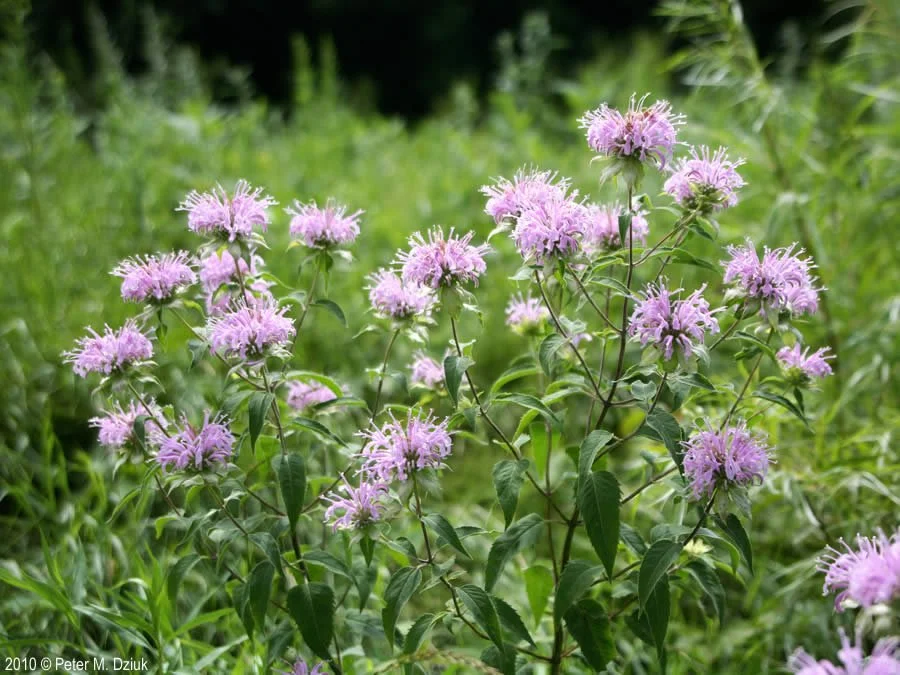 wild bergamot-monarda-fistulosa-29847-2.jpg