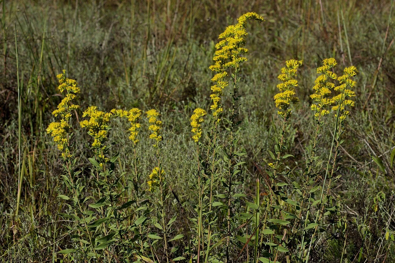 Solidago_nemoralis_Arkansas.jpg