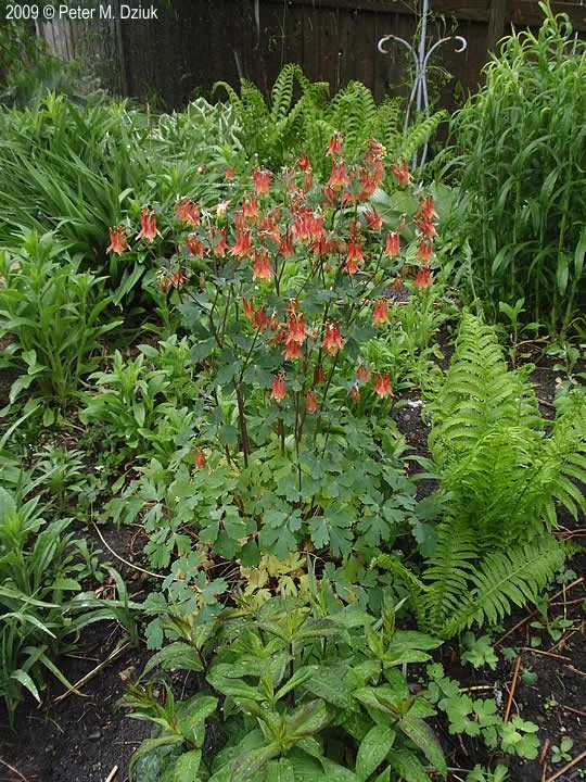 wild columbine - aquilegia-canadensis-1.jpg