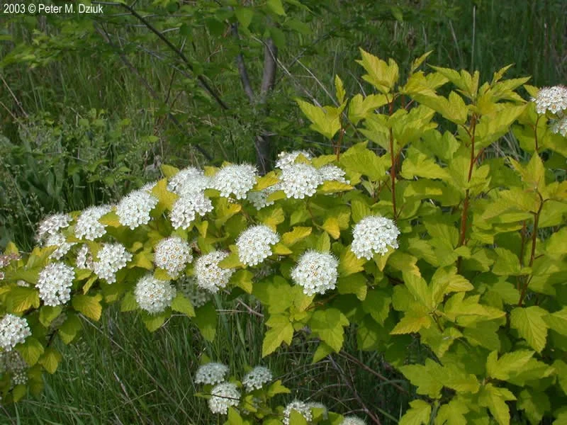 physocarpus-opulifolius.jpg