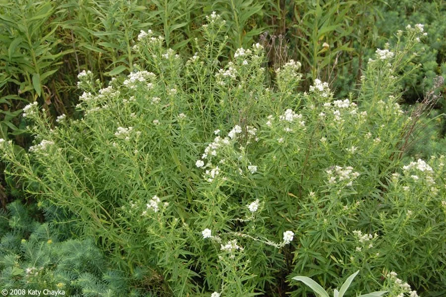 pycnanthemum-virginianum-virginia-mountain-mint_0720_111326.jpg
