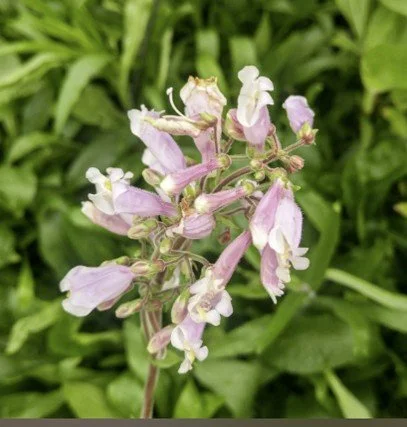 Hairy Beardtongue.jpg