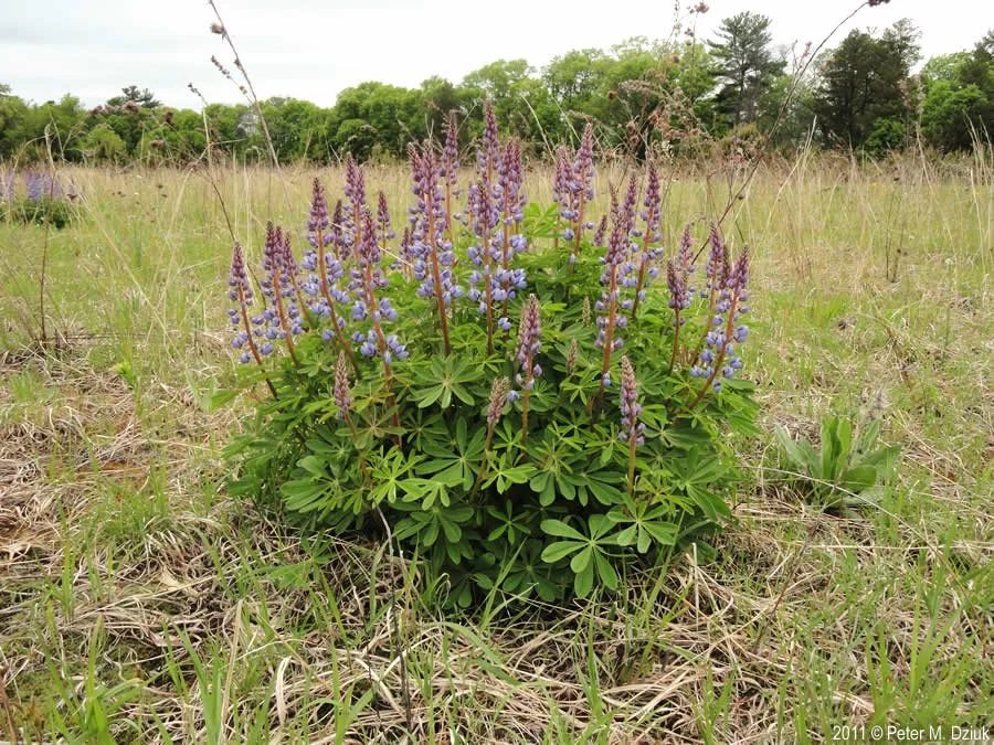 wild lupine-lupinus-perennis-32.jpg