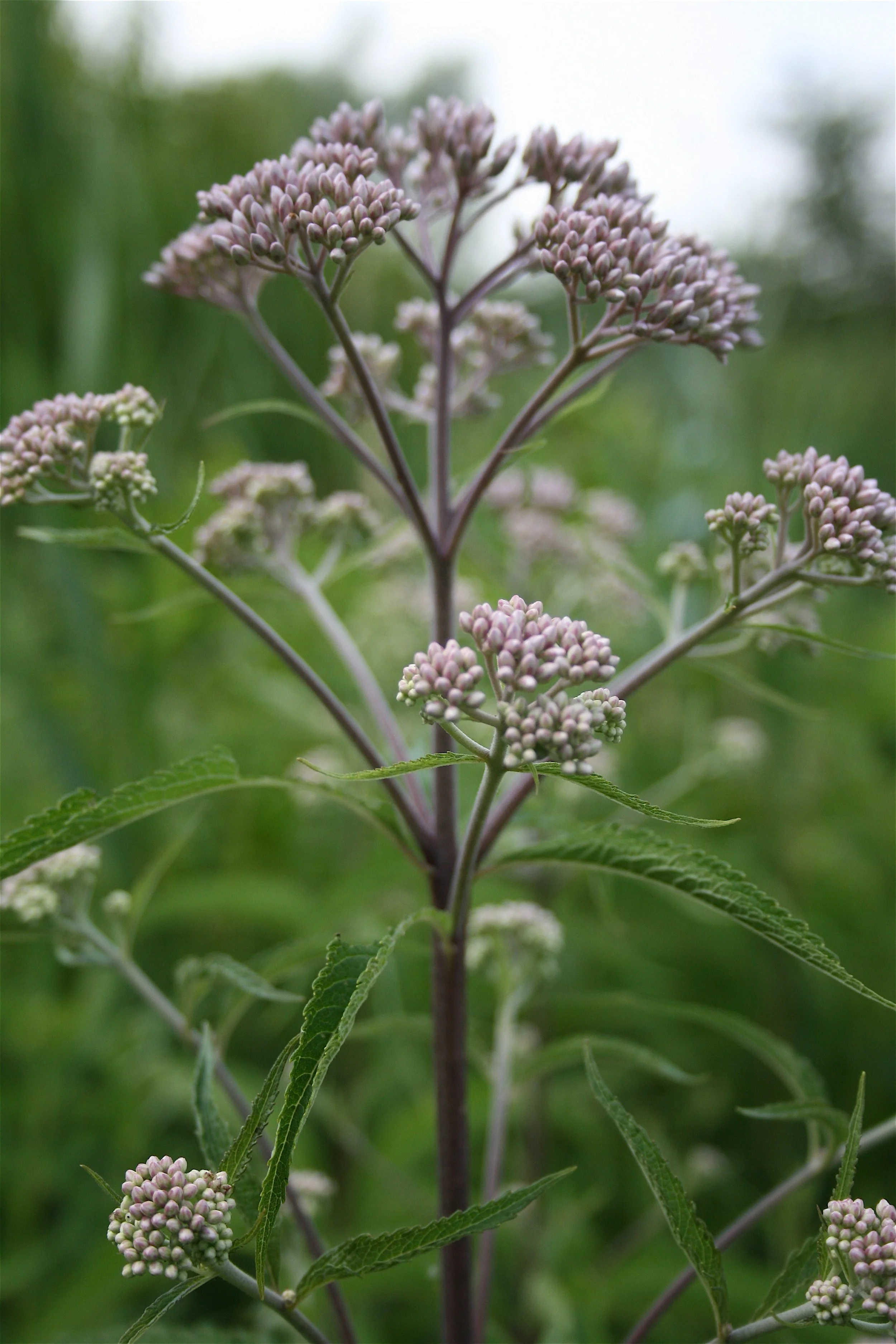 Spotted Joe-Pye Weed