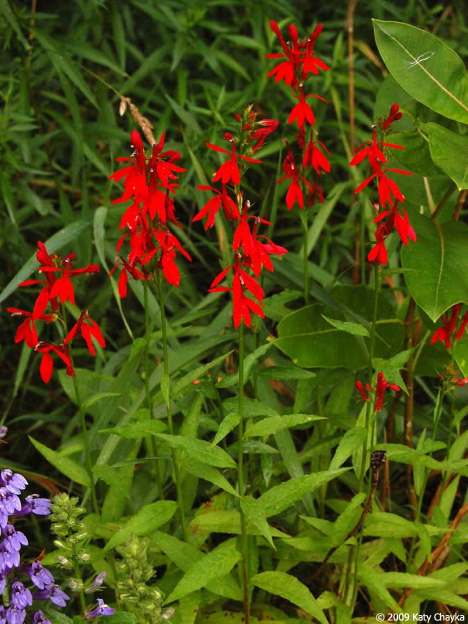 cardinal flower -lobelia-cardinalis-cardinal-flower_0819_093319.jpg