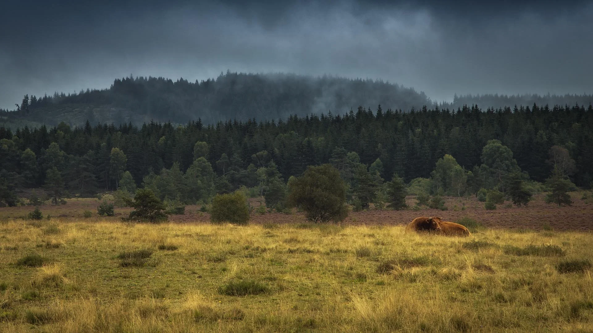 Plateau de Millevaches/ Corrèze