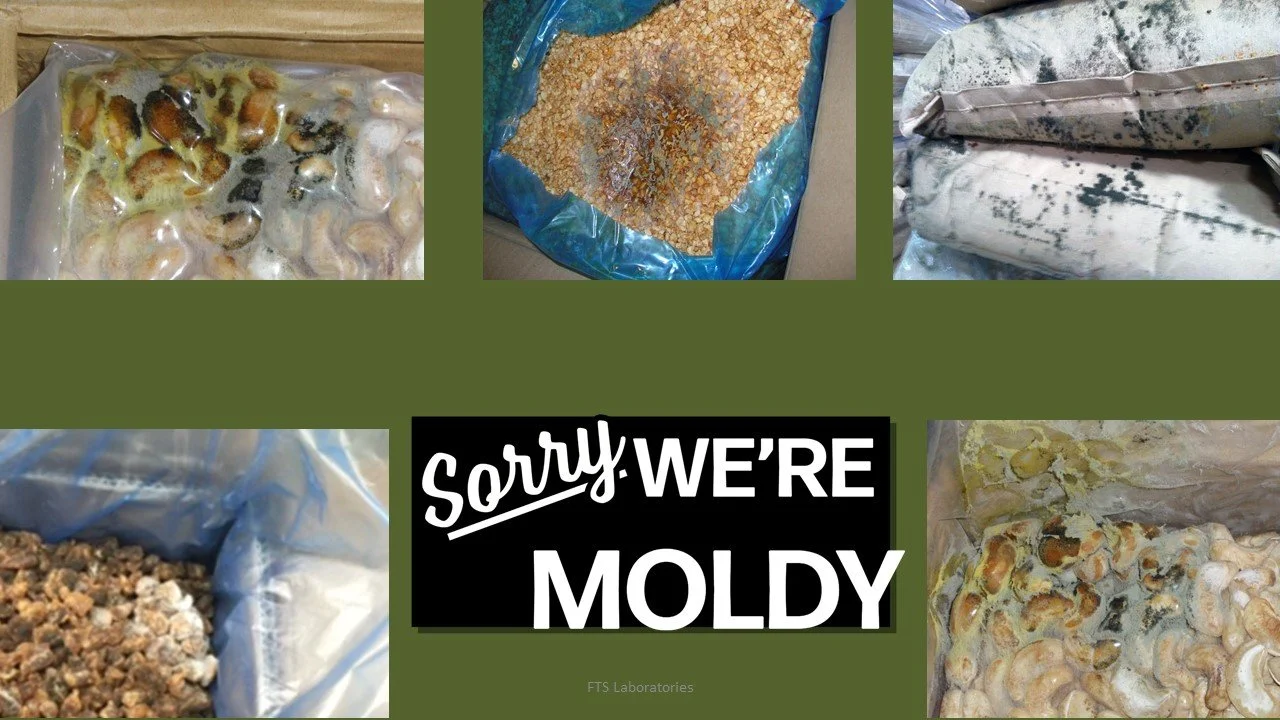 A collage of moldy food items including moldy bread, moldy cheese, and moldy baked goods, with a sign saying "Sorry! We're Moldy."