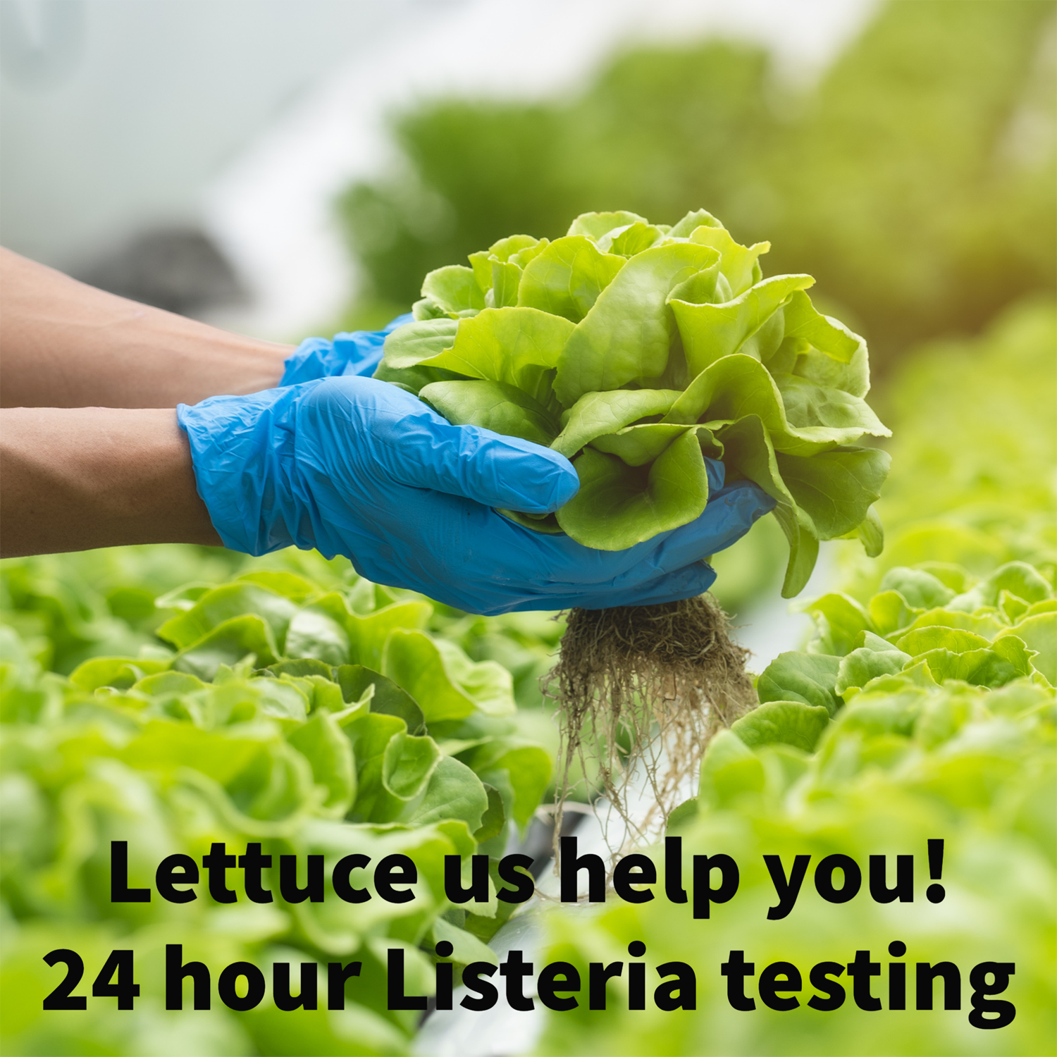 Close-up of a person wearing blue gloves holding a freshly harvested lettuce plant with roots still attached in a green indoor farm with other lettuce plants around. Text overlay says, 'Lettuce us help you! 24 hour Listeria testing.'