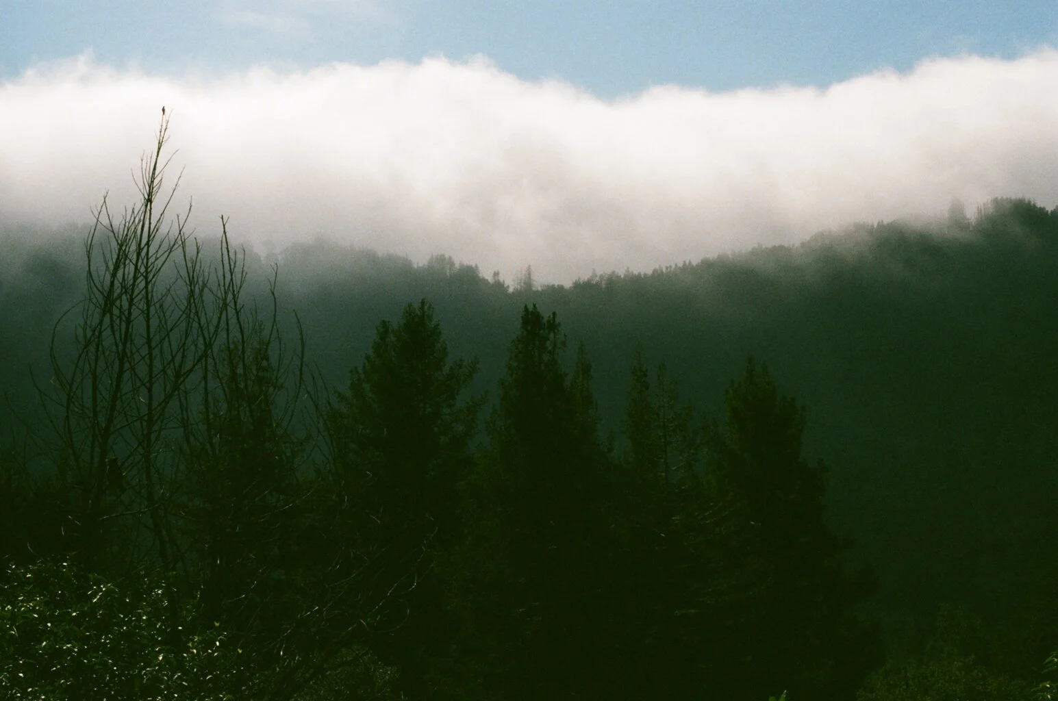 Misty forest treeline — mood reference for Sonic Sundays at Behind This Wall